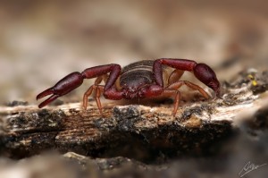skorpion1543webb